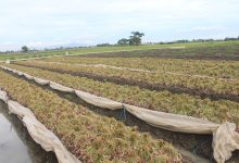 Tanaman Bawang Merah. Foto: LKBN Antara