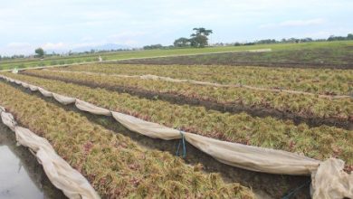 Tanaman Bawang Merah. Foto: LKBN Antara