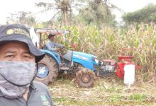 Gapoktan Desa Binong, Kabupaten Lebak kembangkan tanaman jagung. Foto: Antara