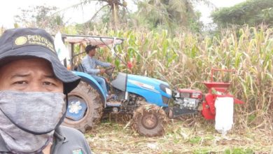 Gapoktan Desa Binong, Kabupaten Lebak kembangkan tanaman jagung. Foto: Antara
