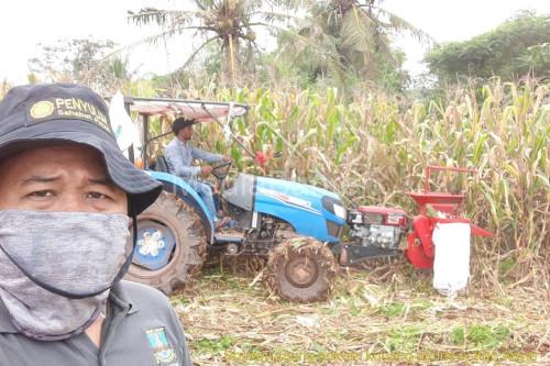 Gapoktan Desa Binong, Kabupaten Lebak kembangkan tanaman jagung. Foto: Antara