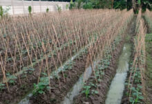 Tanaman Mentimun di Kabuapten Lebak. Foto: LKBN Antara