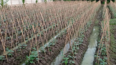 Tanaman Mentimun di Kabuapten Lebak. Foto: LKBN Antara