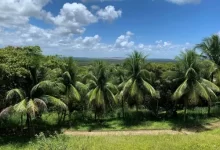 Tanaan kelapa sawit di Kabupaten Lebak. Foto: Istimewa