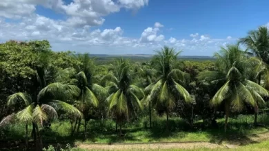Tanaan kelapa sawit di Kabupaten Lebak. Foto: Istimewa