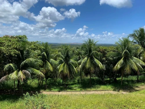Tanaan kelapa sawit di Kabupaten Lebak. Foto: Istimewa