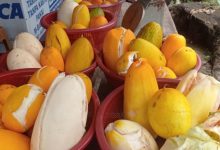 Timun Suri. Foto Antara