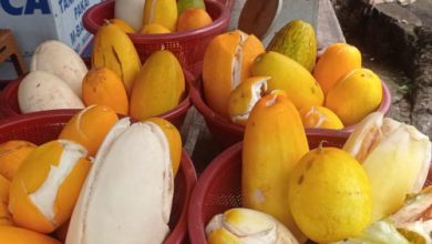 Timun Suri. Foto Antara