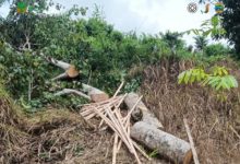 Pohon kecapi yang ditebang 2 warga Cimanggu di kawasan TN Ujung Kulon. Foto Daeng Yusvin