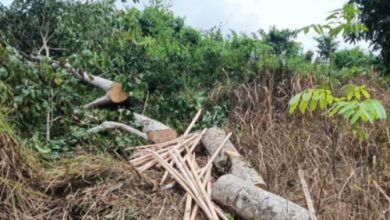Pohon kecapi yang ditebang 2 warga Cimanggu di kawasan TN Ujung Kulon. Foto Daeng Yusvin