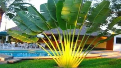 Tanaman Travelers Palm. Foto: India Mart