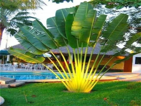 Tanaman Travelers Palm. Foto: India Mart