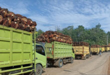 Truk pengangkut kelapa sawit. Foto: LKBN Antara