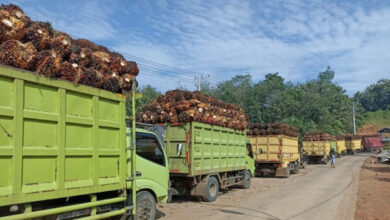 Truk pengangkut kelapa sawit. Foto: LKBN Antara
