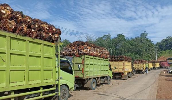 Truk pengangkut kelapa sawit. Foto: LKBN Antara