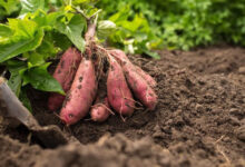 Tanaman ubi jalar. Foto: Istimewa