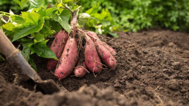 Tanaman ubi jalar. Foto: Istimewa