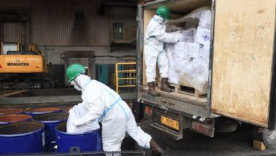 Pemusnahan udang reimpor yang terpapar radioktif cesium-137. Foto Antara