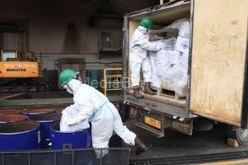 Pemusnahan udang reimpor yang terpapar radioktif cesium-137. Foto Antara