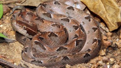 Ular Tanah. Foto Istiewa